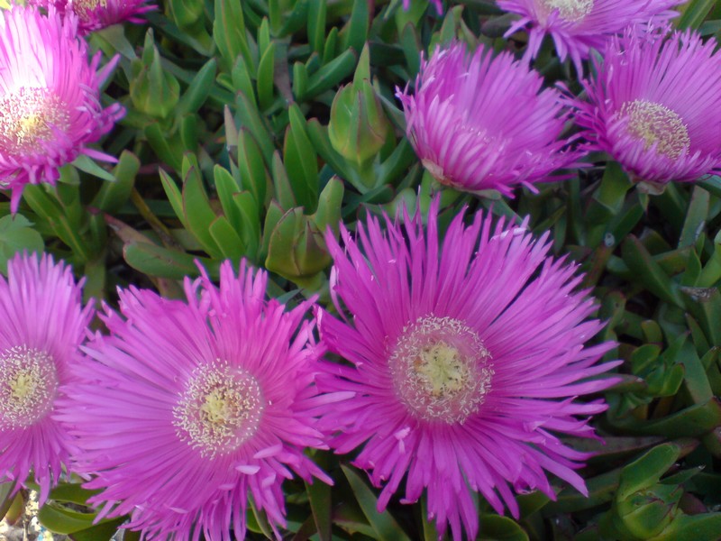 Carpobrotus acinaciformis / Fico degli Ottentotti comune